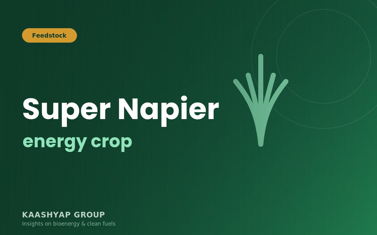 Super Napier grass for Bio-CNG